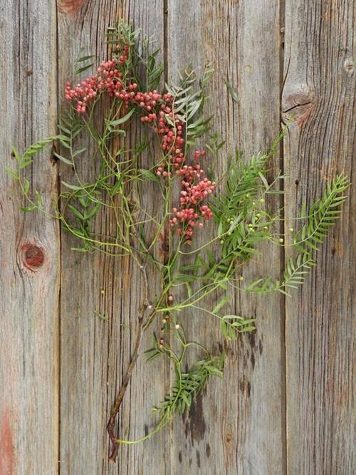 HANGING PEPPERBERRY  RED BERRIES